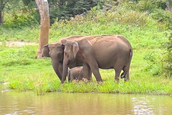 Udawalawe Safari from Weligama , Mirissa, Ahangama, Galle - Photo 1 of 5